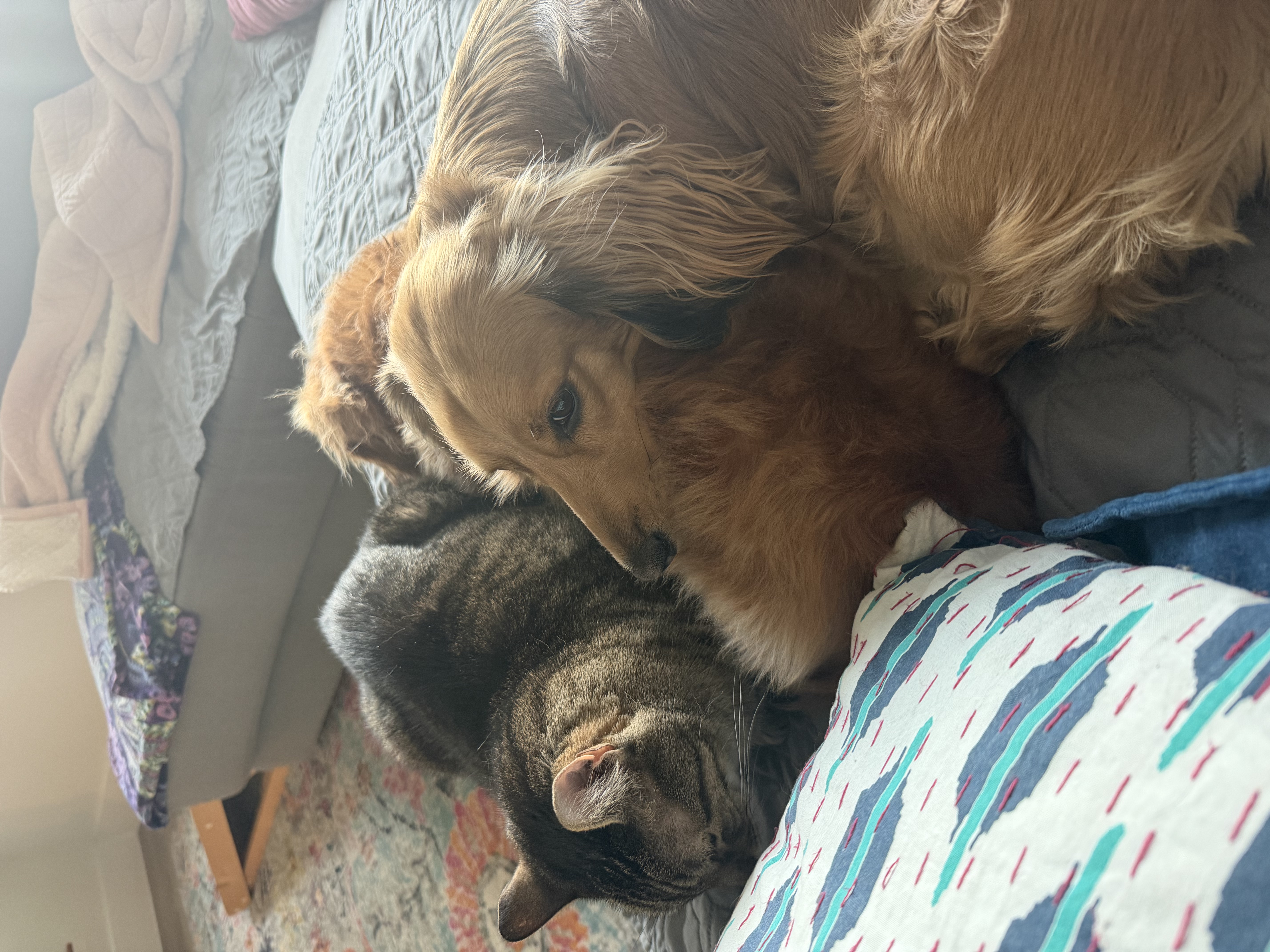 A photo of Syrio, Sarge and Hazel